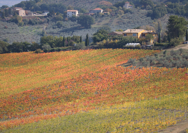 Vino: diventato realtà Distretto di filiera Umbria © ANSA