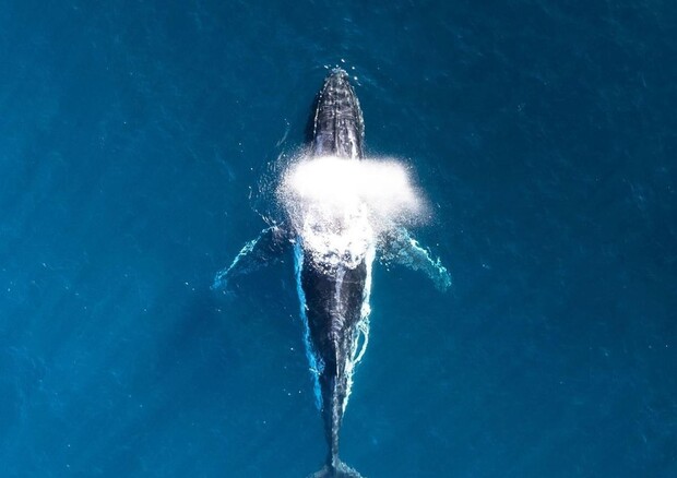 Quattro geni hanno fatto delle balene i maestosi giganti del mare che sono oggi (fonte: unsplash) © Ansa