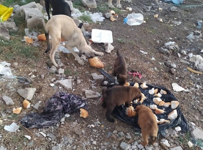 Syria-Turkey earthquake: Oipa, fundraising for animals - The Limited Times