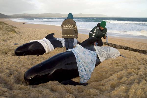 Australia: balene spiaggiate; 12 muoiono, 4 guidate in mare