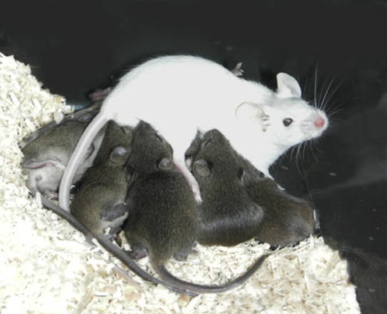 Un'intensa cura materna  influenza l'ansia e il peso dei topi attraverso la proteina Npyr1 (fonte: Ilaria Bertocchi, Istituto di Neuroscienze NICO)