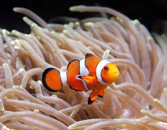 'Nemo' tra pesci più minacciati da sbiancamento coralli