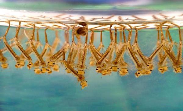 Larve di zanzara sotto il pelo dell'acqua (fonte: James Gathany, CDC)