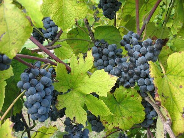 L'uva nera è ricca è particolarmente ricca di resveratrolo, un potente antiossidante (fonte: Don Kasak)
