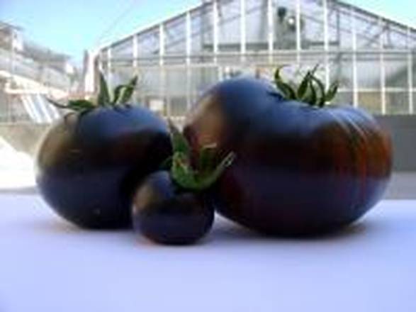 Il pomodoro nero è ricco di potenti antiossidanti