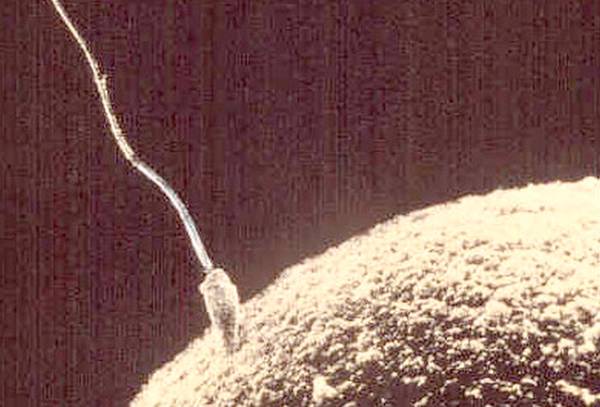 Uno spermatozoo si prepara a penetrare in un ovocita