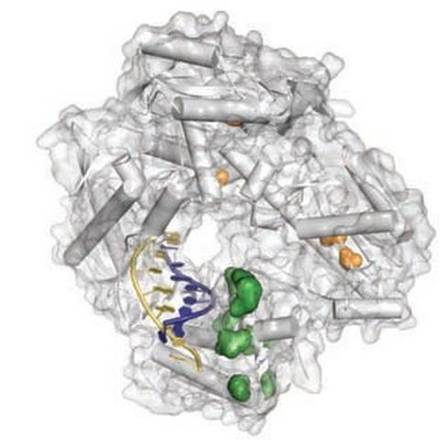 Molecola di Xna nella quale sono evidenziate le mutazioni (fonte: V.B. Pinheiro et al, Science)