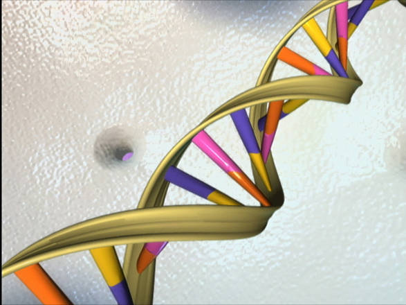 La struttura a doppia elica del Dna (fonte: National Human Genome Research Institute)