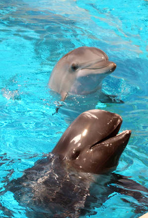 Morto delfino Mary g, commosse italia e divento' star