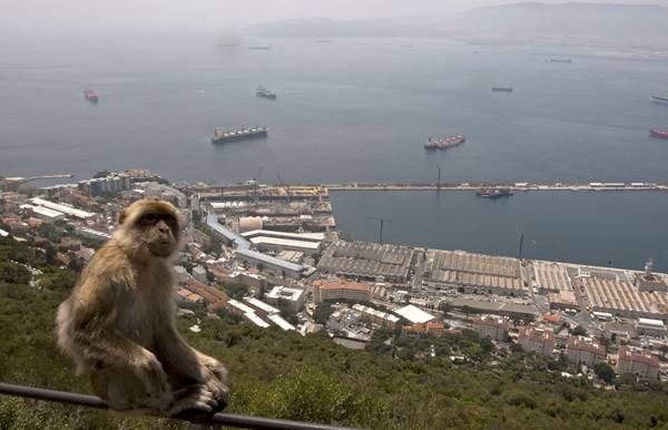 Una scimmia di Gibilterra in cima alla Rocca