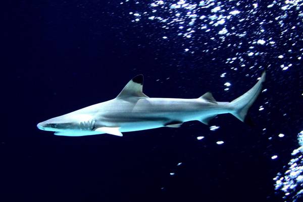 Australia:migliaia in spiagge contro uccisione grandi squali