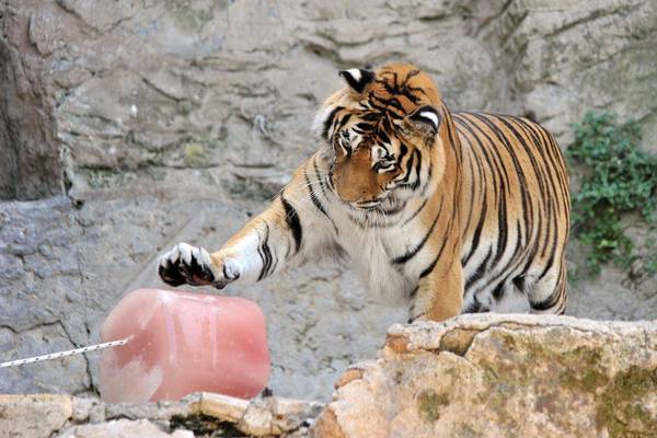 Risultati immagini per arricchimento ambientale tiger