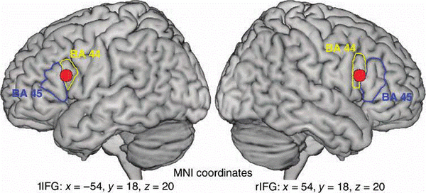 scoperta 'centralina' che ci rende 'Ciceroni', dal Journal of Cognitive Neuroscience del Massachusetts Institute of Technology (MIT)