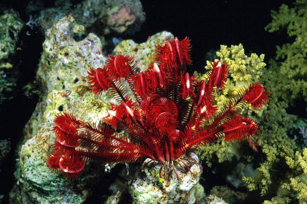 Coralli mediterranei fragili per cambiamenti climatici