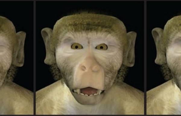 Una delle espressioni facciali di una scimmia riprodotte dal computer e utilizzate nell'esperimento con i macachi (fonte: Asif A. Ghazanfar et al., Pnas)