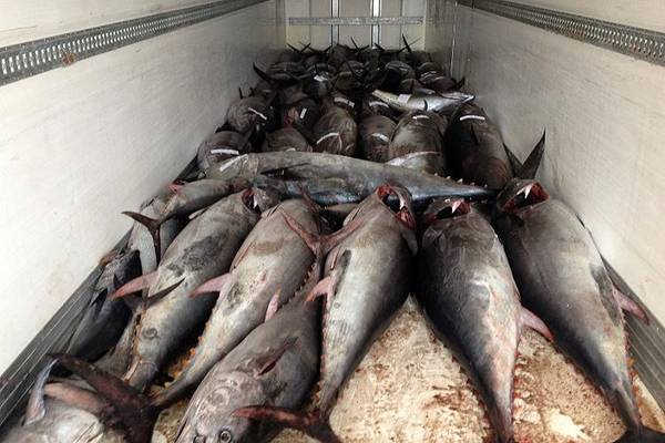 Sequestrate 7 di tonno rosso