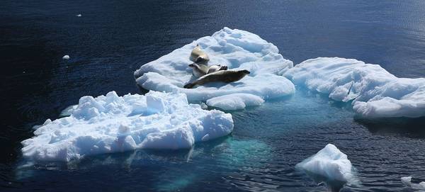 Ghiacci alla deriva al largo della Penisola Antartica (fonte: Liam Quinn, Canada)