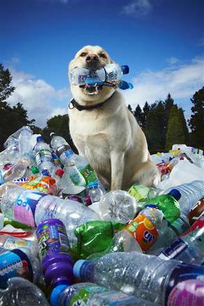 Tubby ha raccolto piu' di 25mila bottiglie in pet in sei anni (foto dogdetectiveagency.com)