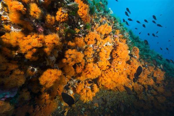 'Nuovi' coralli minacciati negli abissi del Mediterraneo