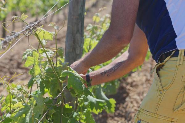 A Viniveri Giboulot,viticoltore che rischia il carcere per no a pesticidi