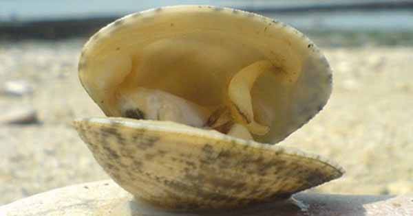 In Usa ostriche e vongole minacciate da oceani più acidi