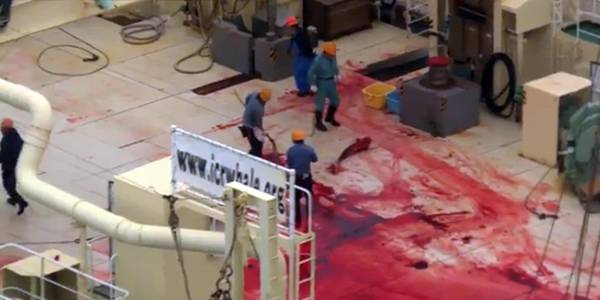 Balene: Sea Shepherd, navi Giappone a caccia in 'santuario'