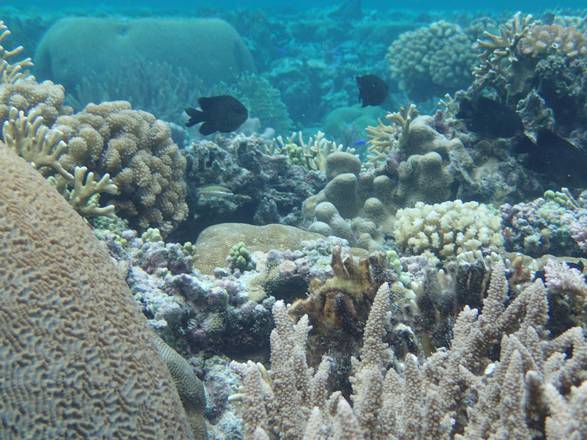 I coralli del Parco Nazionale americano di Samoa che prosperano in condizioni che sono troppo calde per altre specie di coralli (fonte: Steve Palumbi)