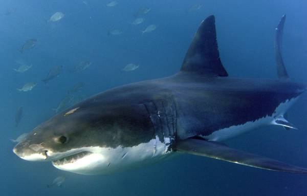 Nuove norme internazionali mettono squali 