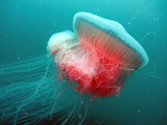 ANSA/ Mare: meduse proliferano, e gli stabilimenti mettono rete (foto di Gigi Paderni)