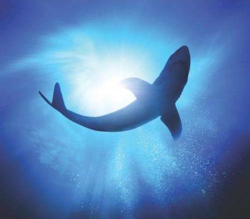 Il grande squalo bianco (Fonte: Endagered Species Coalition - Solarseven)