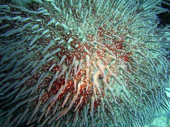 Riscaldamento mari moltiplica stella marina mangia-coralli