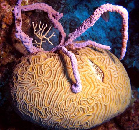 Il corallo cervello (Diploria labyrinthiformis) ricoperto e soffocato dalla ramificazione della spugna Aplysina cauliformis (foto:Joseph Pawlik, UNCW)