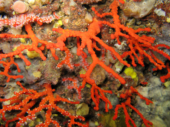 Mutazioni genetiche coralli potrebbero salvare barriere