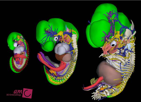Ricostruzione in 3D dell’embrione umano  (fonte: Bernadette de Bakker, MD of the Academic Medical Center in Amsterdam, The Netherlands)
