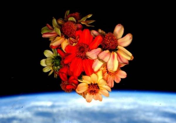 Raccolto il primo mazzo di fiori spaziale (fonte: Scott Kelly, NASA)