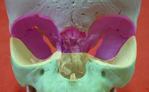 Individuate le cellule staminali in grado di riparare le ossa di cranio e volto (fonte: Anatomist90)