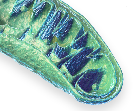 I mitocondri sono il 'grilletto molecolare' che scatena l'invecchiamento (fonte: Blausen.com staff. Blausen gallery 2014)