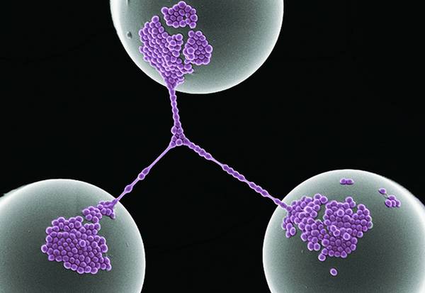 Network di batteri (fonte: Z. Jahed, University of California, Berkeley)