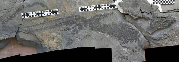 Il fossile del rettile marino Sclerocormus parviceps (fonte: Da-Yong Jiang)