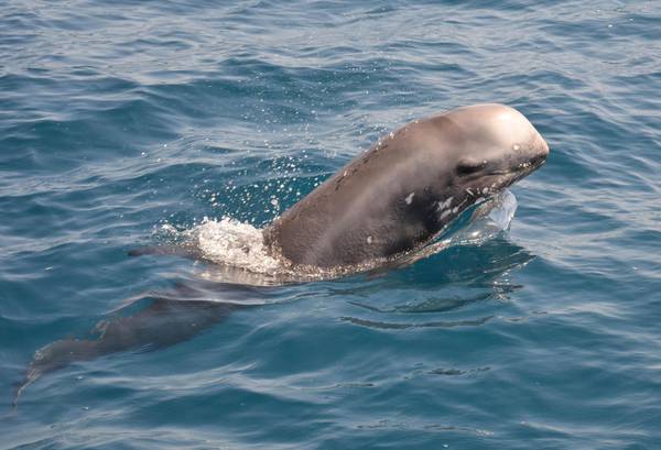 'Invasione di delfini' alle Eolie, i pescatori annunciano lo sciopero