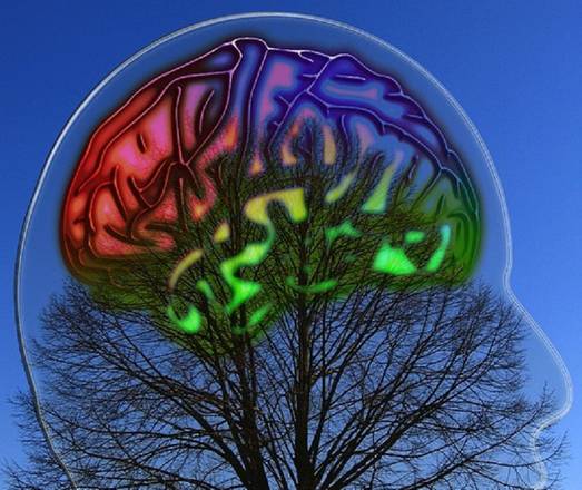 Una ricerca ha dimostrato che il cervello continua a crescere anche nell'età adulta