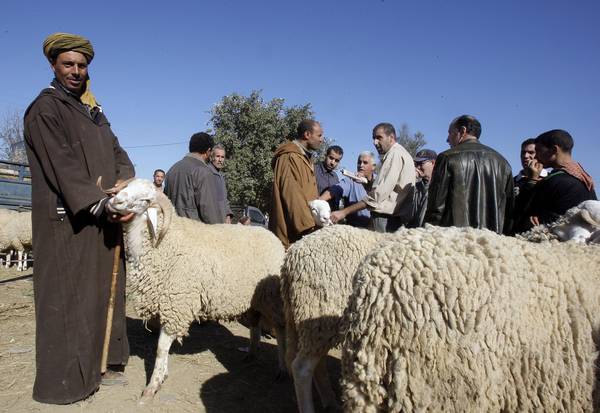Un allevatore di ovini in Algeria (archivio)