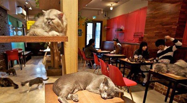 Cat cafe' a Torino, il primo in Italia