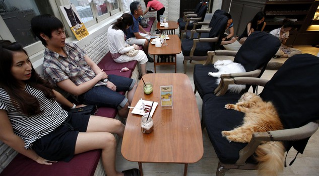 Thailand Cat Cafe
