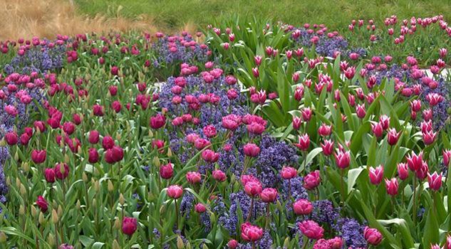 Seimila Bulbi Nel Giardino Dei Tulipani Spettacolare Fioritura Giardino Passioni Lifestyle