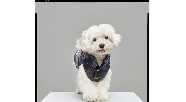 Moda: Moncler & Poldo Dog Couture, ecco i piumini per i cani