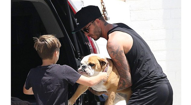 bulldog mania David Beckham