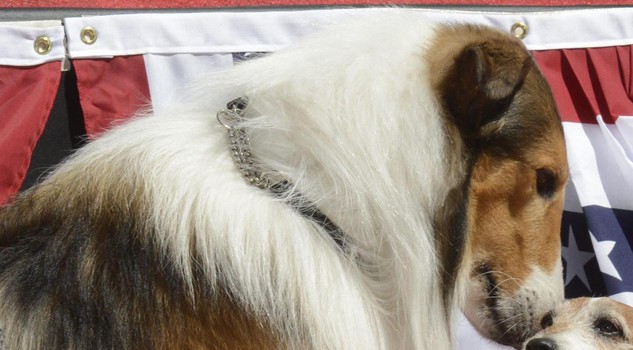 Lassie odora Uggie the Dog (R) , il cane protagonista di The Artist mentre posa le zampe per le impronte di cemento durante la cerimonia a Los Angeles al Chinese Grauman's Theatre in Hollywood, California, USA, 25 June 2012