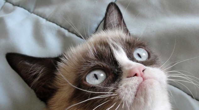 Grumpy cat, il gatto imbronciato più famoso del web (fonte: Paul Anderson, Flickr)