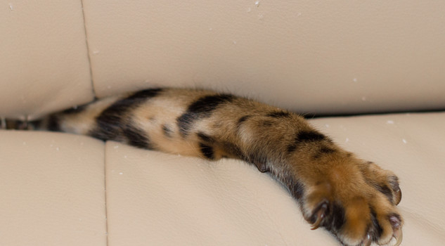 una zampa di gatto nel divano. foto udikusj iStock.
